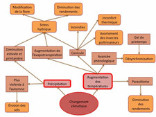 impact en cascade du changement climatique