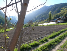 fiche-usage-des-plantes-autour-de-la-ferme